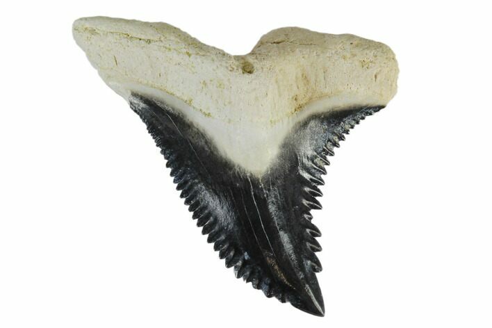 Fossil Shark Tooth (Hemipristis) - Bone Valley, Florida #113819